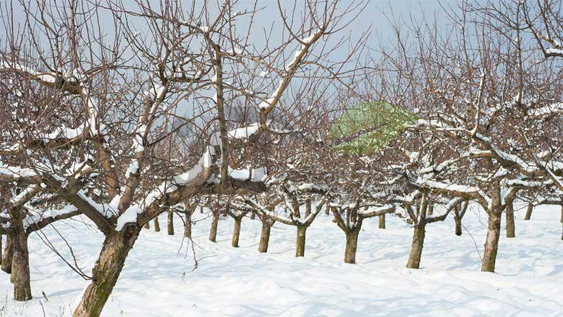 نحوه مراقبت از درختان میوه در زمستان