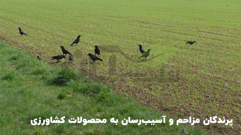 پرندگان آسیب رسان به محصولات کشاورزی