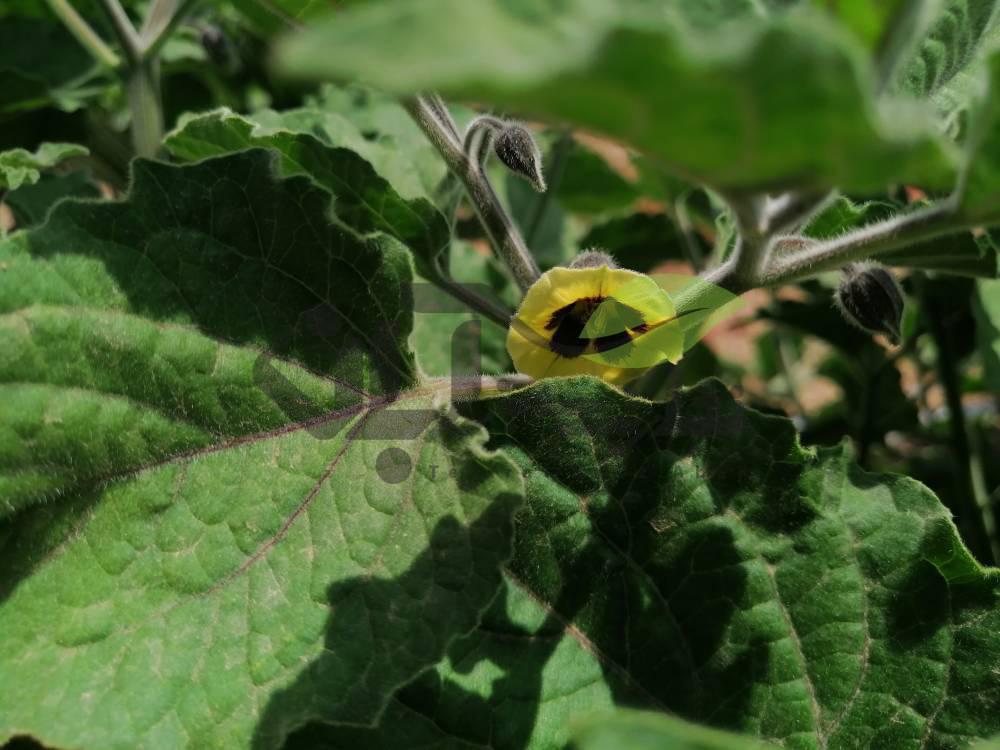 کاشت، داشت و برداشت بامیه (Okra) 1 بوته بامیه