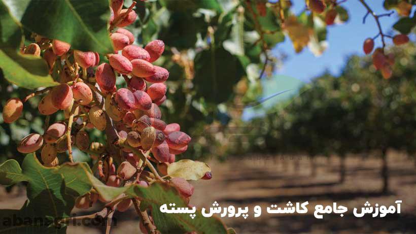 آموزش جامع کاشت و پرورش پسته 1 کاشت و پرورش پسته و معرفی ارقام پسته