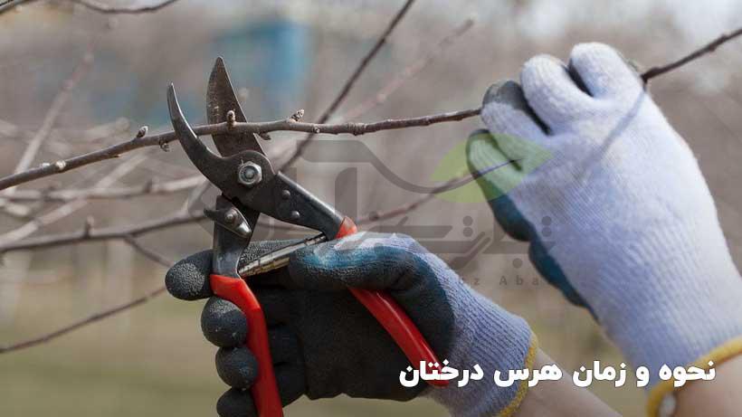 چگونه و چه موقع درختان را هرس کنیم؟ 1 زمان هرس درختان میوه