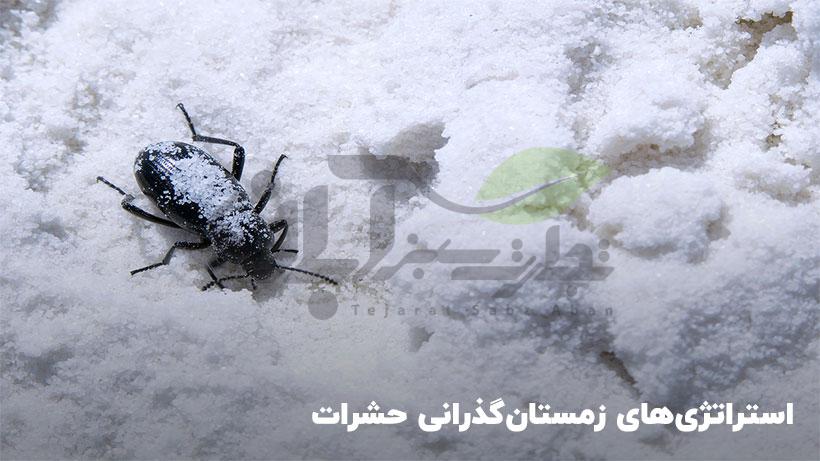 استراتژیهای زمستانگذرانی حشرات 1 حشرات چگونه زمستان خود را میگذرانند؟