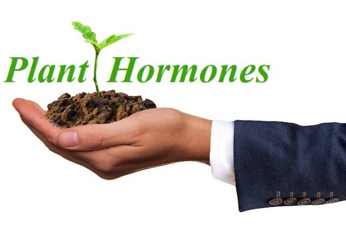 هورمون‌ها و کاربرد آن‌ها در گیاهان