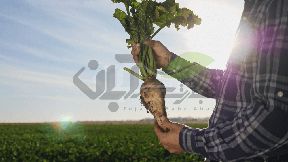 راهنمای کاشت و نگهداری چغندرقند 1 کشت چغندرقند