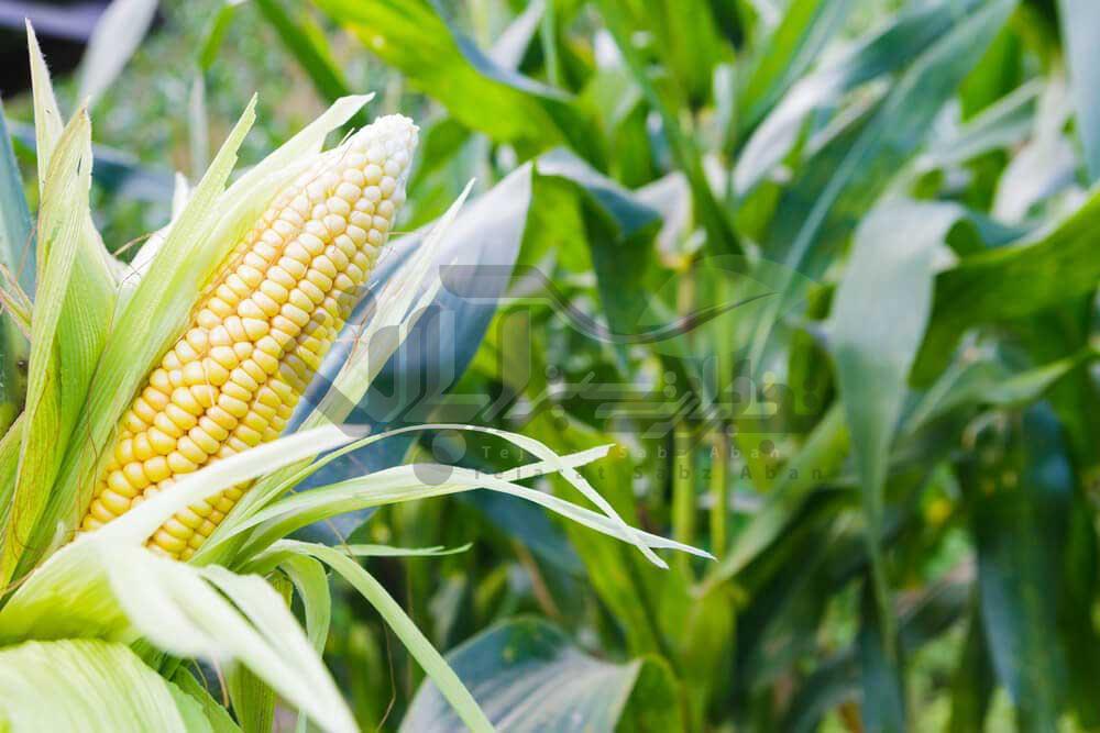 معرفی انواع ذرت و شرایط لازم برای کشت ذرت 1 مزرعه ذرت