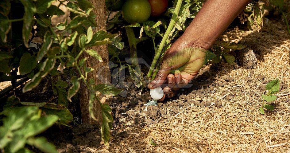 چرا گیاهان به کوددهی نیاز دارند؟ 1 کوددهی به گیاه